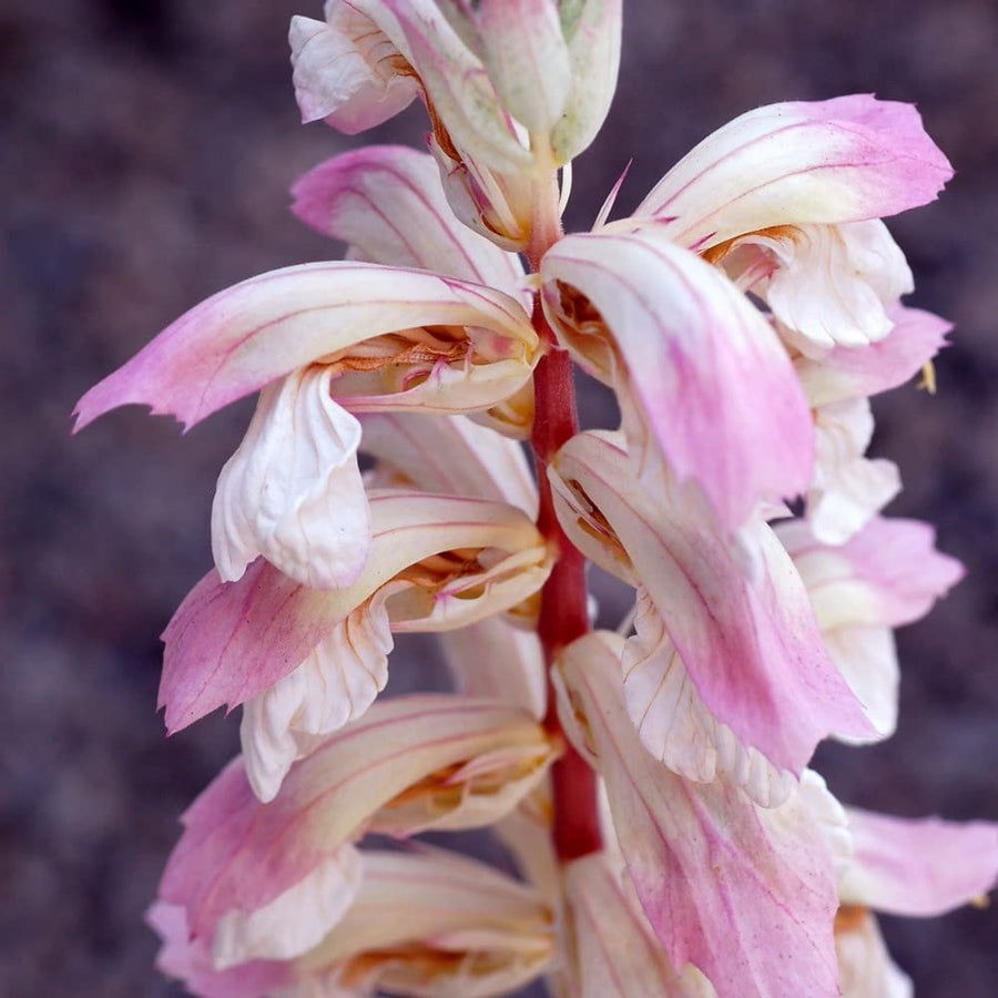 Acanthus Mollis Whitewater Acanthus mollis 'Whitewater' image2 3