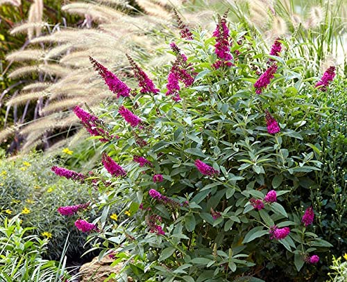 Buddleia Butterfly Towers Magenta 61GuV5ZcVpL._AC_ 2