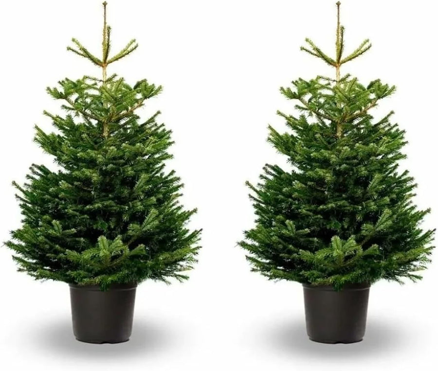2 x Nordmann Fir - Pot Grown Christmas Trees (2ft - 4ft) 2 x Nordmann Fir - Pot Grown Christmas Trees (2ft - 4ft) image1 3