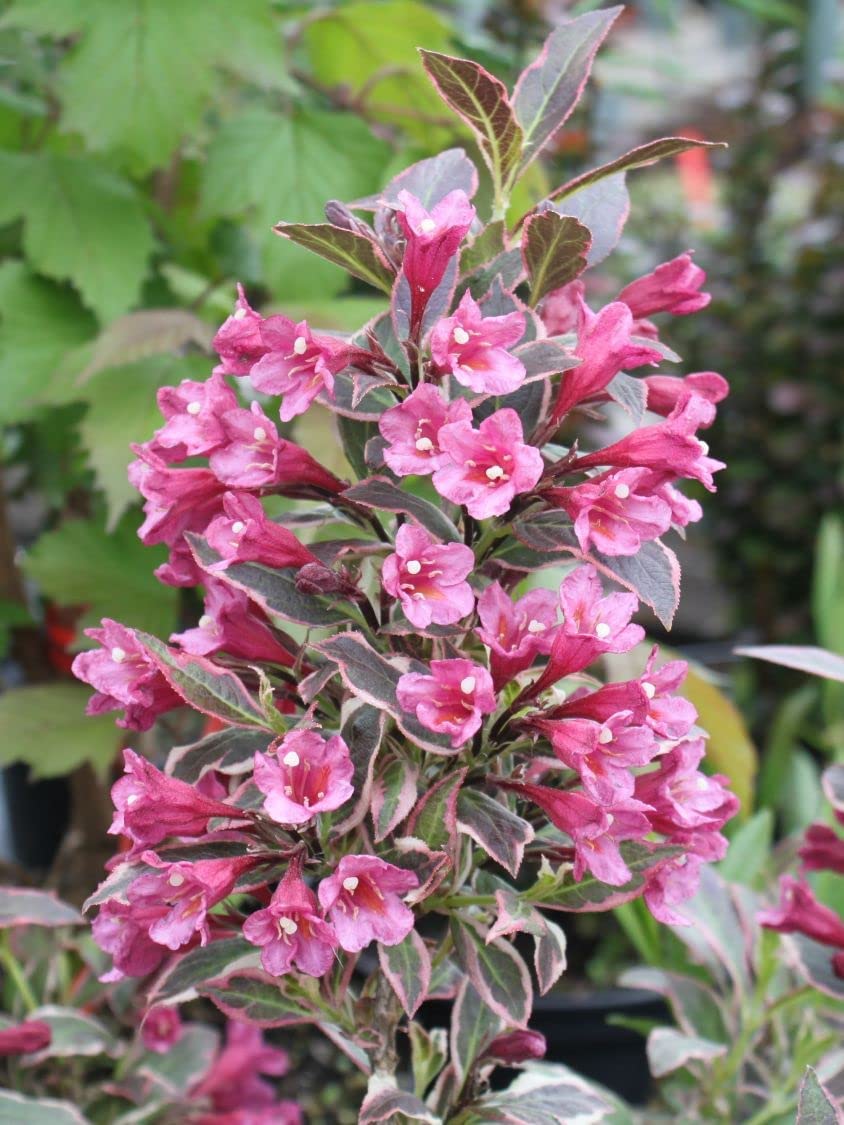 Weigela 'All Summer Monet' Weigela 'All Summer Monet' image4 4