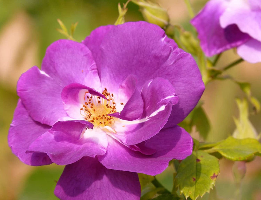 Rhapsody in Blue Rose Bush in 5L Pot 61Hs-PulJgL._AC_SL1500_ 3