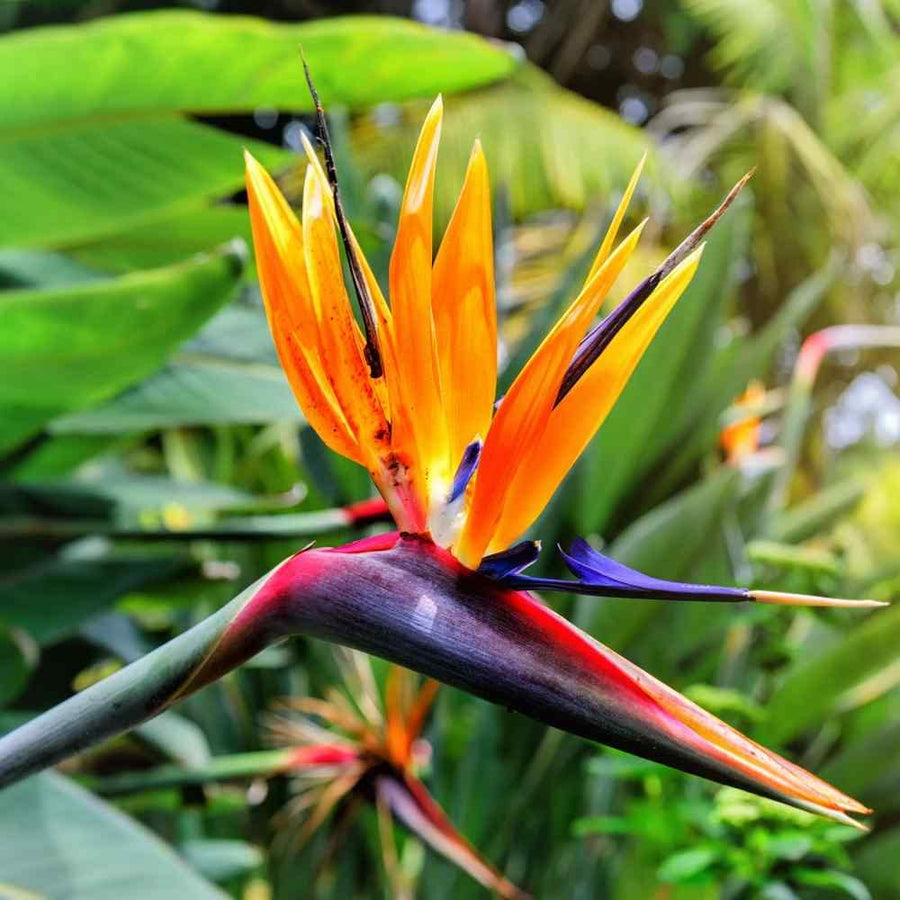 Strelitzia Bird of Paradise 61J1xxn96AL._AC_SL1000_ 1