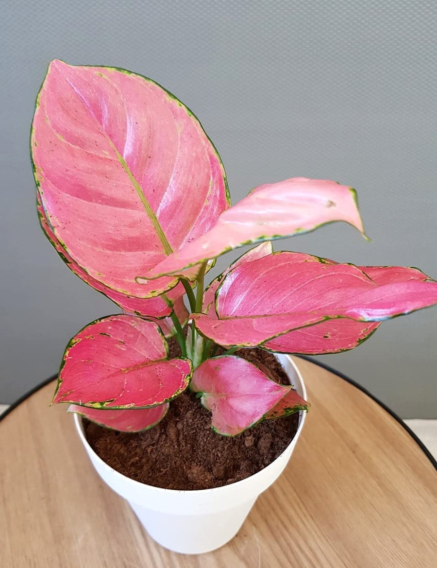 Aglaonema Pink Star Aglaonema Pink Star image3 1