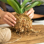 Fresh Natural Sphagnum Moss  2