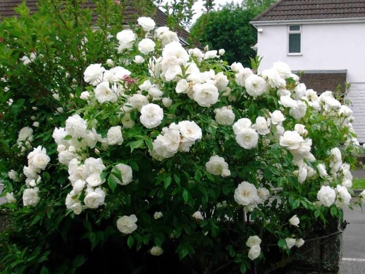 White Rose Bush - Madame Alfred Carriere 61LagbDsSeL._AC_ (1) 3