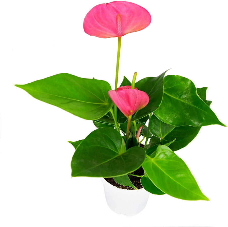 Pink Flamingo Lily Anthurium Plant 61LdKJQRdZS._AC_SL1500_ 2