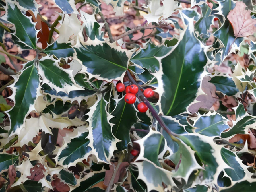 Ilex aquifolium Handsworth New Silver 61Lgvr0mqlL._AC_SL1066_ 4