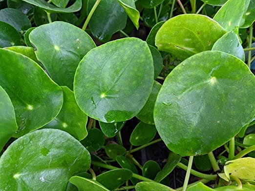 Small House Plant Mix 61Lpp4FhhGL._AC_SX522_ 5