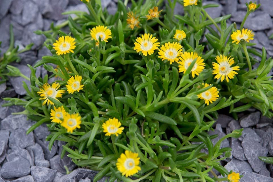 Delosperma Peridot Ice Plant Delosperma Peridot Ice Plant image2 2