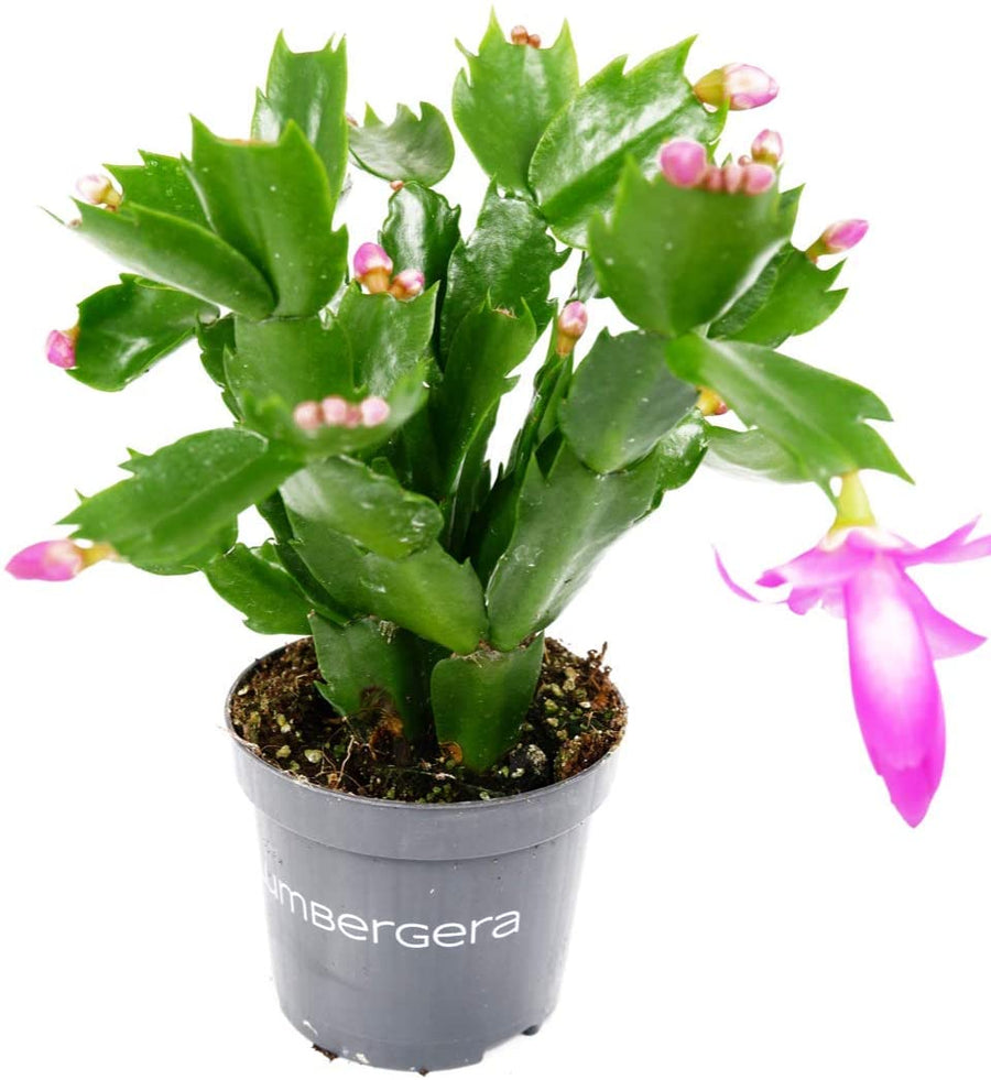 Christmas Cactus Purple Flowers Christmas Cactus Purple Flowers image1 3