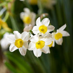Narcissus Minnow Daffodil Bulbs  5