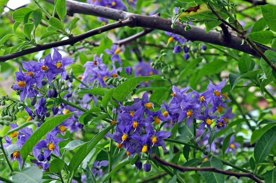 Solanum Glasnevin 61PTDWIwENL._AC_SL1024_ 4