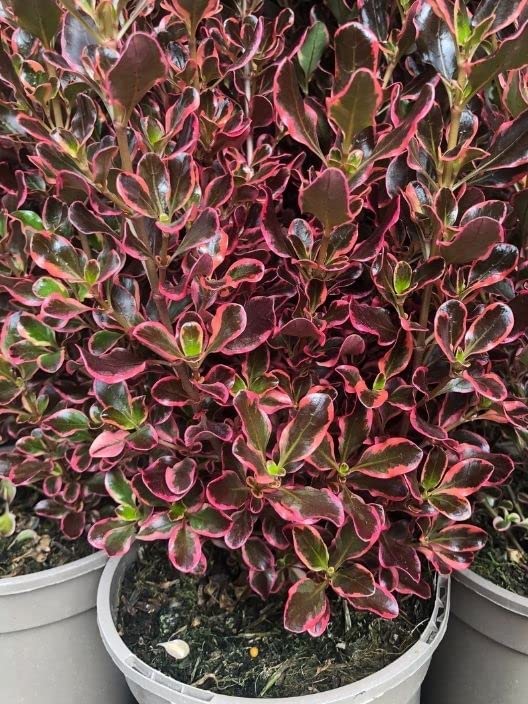 Coprosma Eclipse - 2 Plants 61RzqDizqUL._AC_ 1