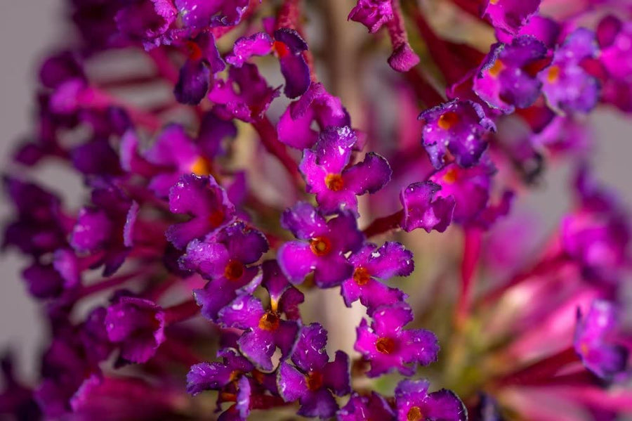 Buddleia Butterfly Towers Magenta 61TarnRF3wL._AC_SL1000_ 4