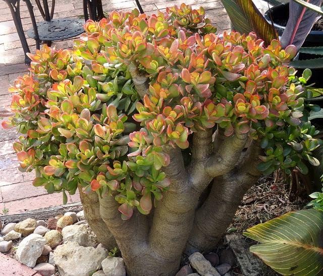 20cm jade plant money plant Crassula Ovata