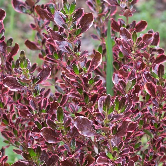 Coprosma Eclipse - 2 Plants 61UhYg1V-IL._AC_ 4