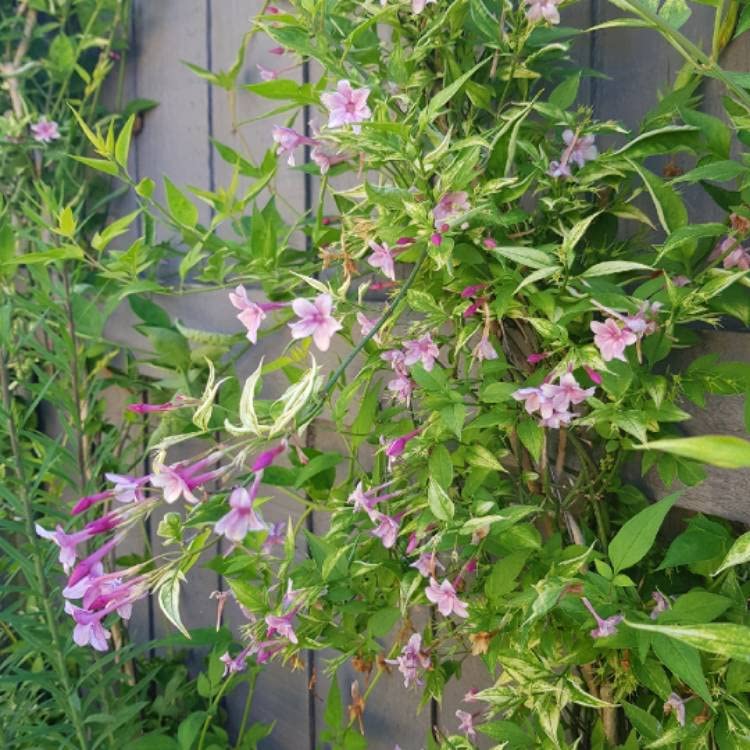 Jasmine X Stephanense Starry Starry Summer Scent 61W21J5LEpL._AC_ 5