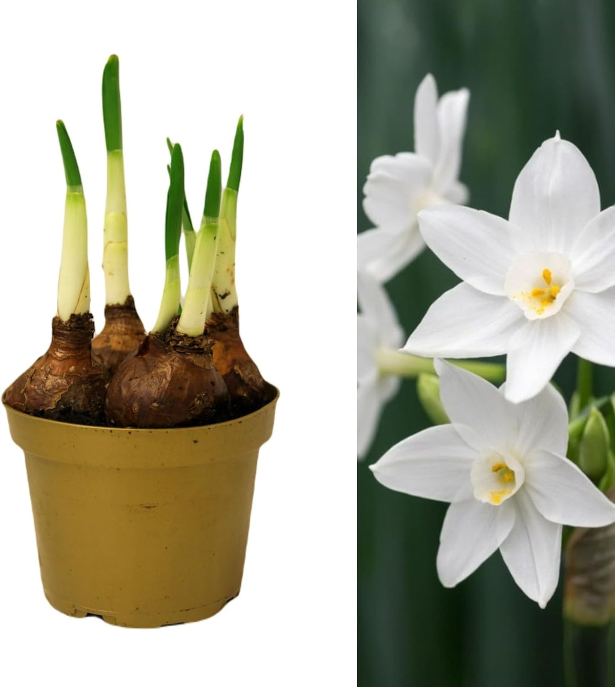 Narcissus Paperwhite Bulbs - White Daffodils  2