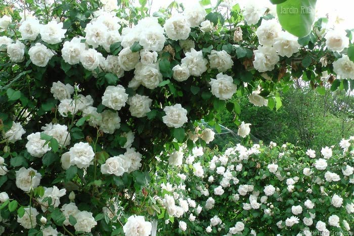 White Rose Bush - Madame Alfred Carriere 61WJnqdPQYL._AC_ 5