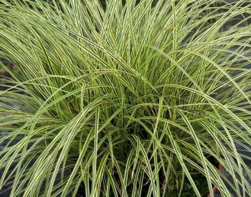 Carex brunnea 'Jenneke' x 3 Sedge Plants 61ZCLq9nj4L._AC_ 4