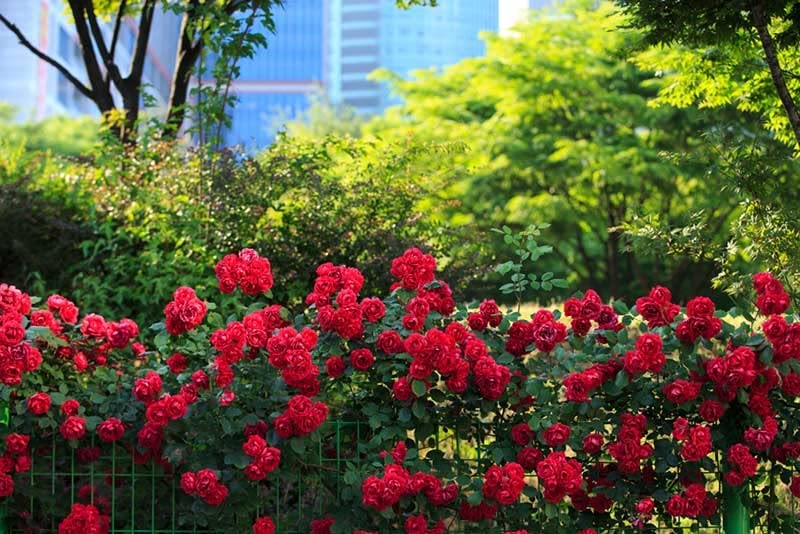Red Rose Bush - Royal William 61a4g1K0IiL._AC_ 4