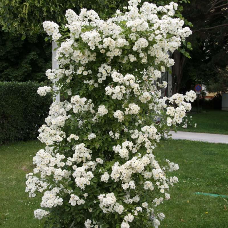 White Rose Bush - Guirlandes D'amour 61bN0i3S0pL._AC_ 5