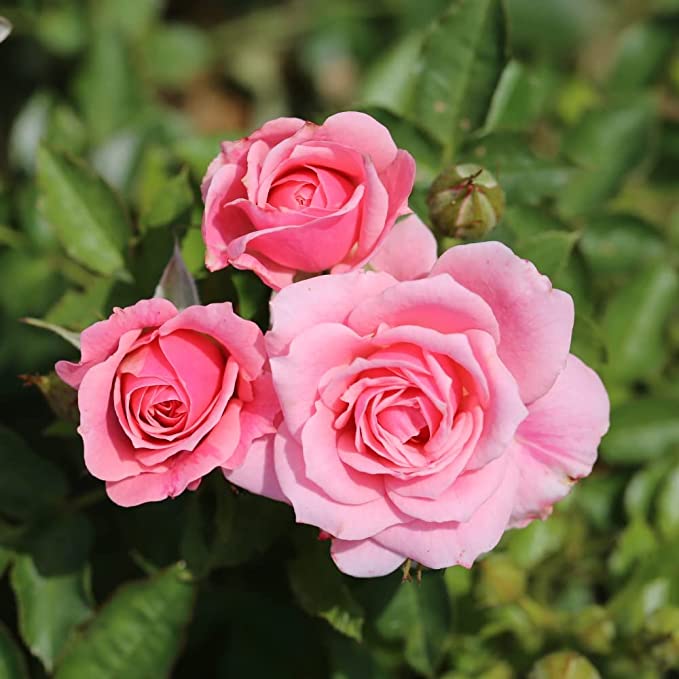 Queen Elizabeth Rose Bush Gift Wrapped Queen Elizabeth Rose Bush Gift Wrapped image3 3