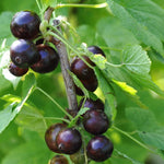 Blackcurrant Bush - Ribes Blanka  2