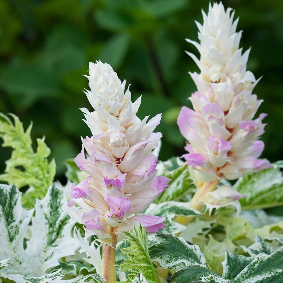 Acanthus Mollis Whitewater Acanthus mollis 'Whitewater' image4 1