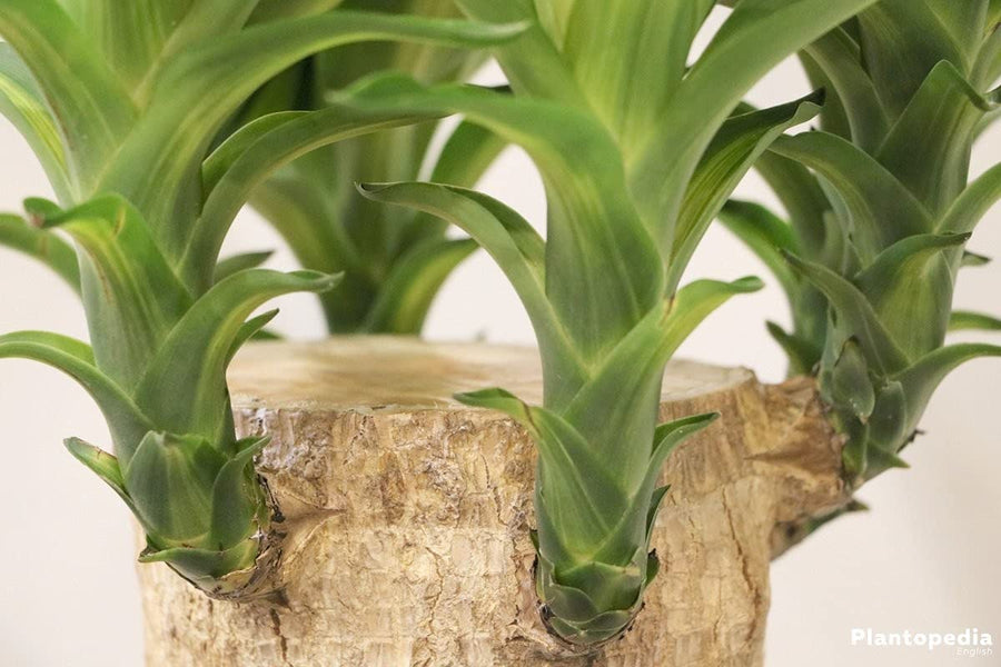 Yucca Elephantipes Spinless 61dVZh8hPDL._AC_SL1200_ - Copy (2) 4