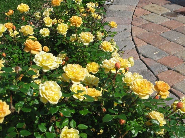 Yellow Rose Bush - Sun Sprinkles 61f5HWJhlRL._AC_ 4