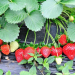 Strawberry Plants  11