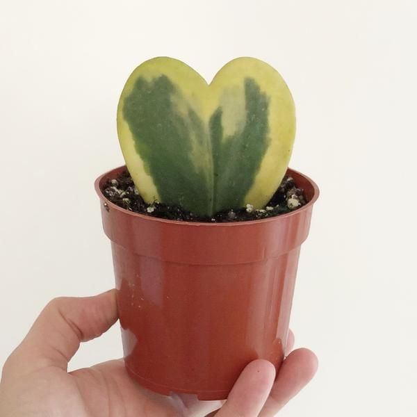 Hoya Kerrii Variegata Heart Plant 61fc664140696f3a35d8771e15ac1450 1
