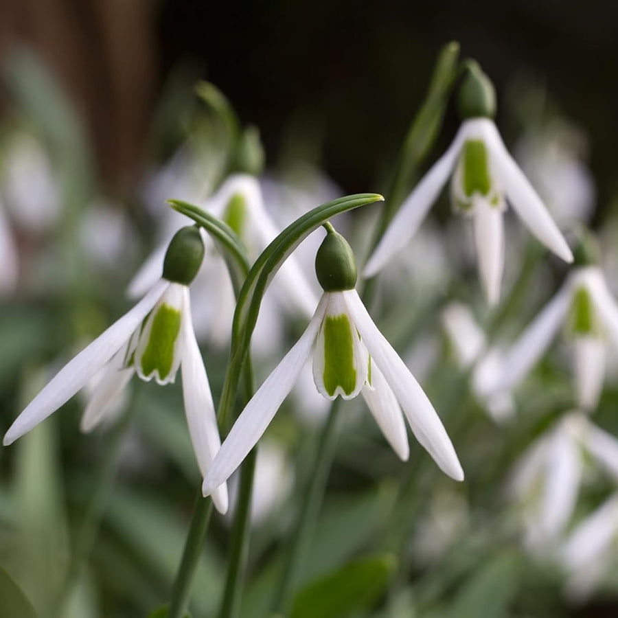 3 x Snowdrop Flower Plants 3 x Snowdrop Flower Plants image1 1