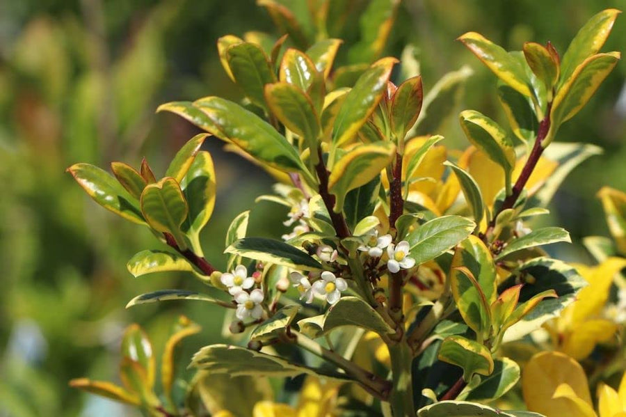 Ilex Altaclerensis Golden King 61gxomviIoL._AC_ 4