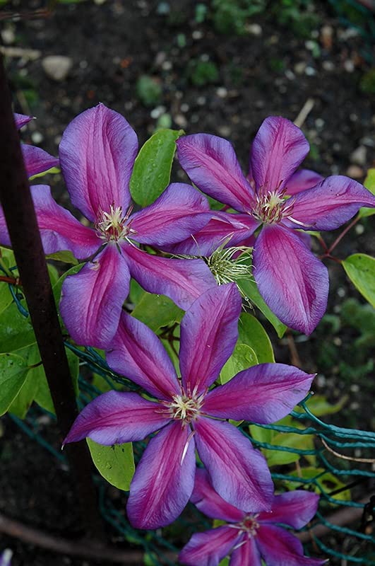 Clematis Multi Blue Climber Clematis Multi Blue Climber image3 3