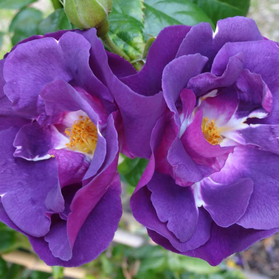Rhapsody in Blue Rose Bush in 5L Pot 61hnzkf6hnL._AC_SL1000_ 5