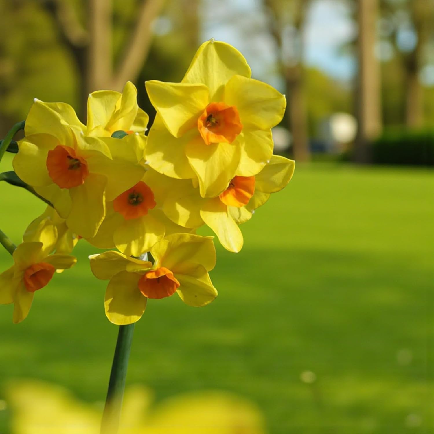 Narcissus Martinette Dwarf Daffodil Bulbs