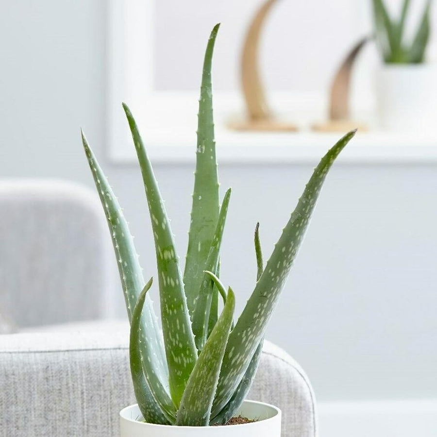 Aloe Vera Plant 61iRXY34xlL._AC_SL1500_ 1