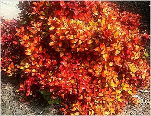 Coprosma Pina Colada - 2 Plants 61ihFnzx38L._AC_ 2