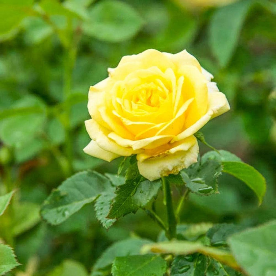 Yellow Rose Bush - Sun Sprinkles 61jCG9706GL._AC_SL1000_ 1
