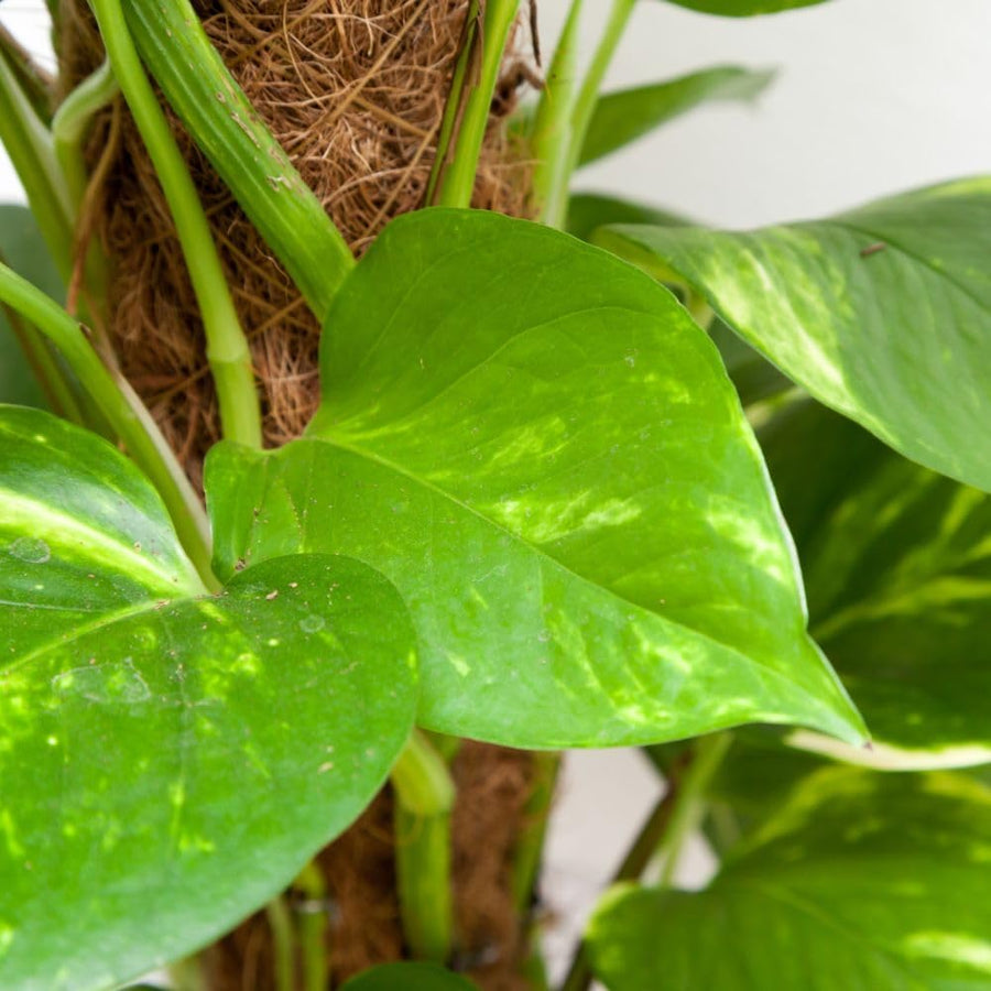 Scindapsus Aureum - Devil's Ivy in 6cm Pot 61jjUROmVnL._AC_SL1000_ 5
