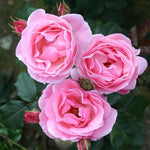 Queen Elizabeth Bare Root Rose  2