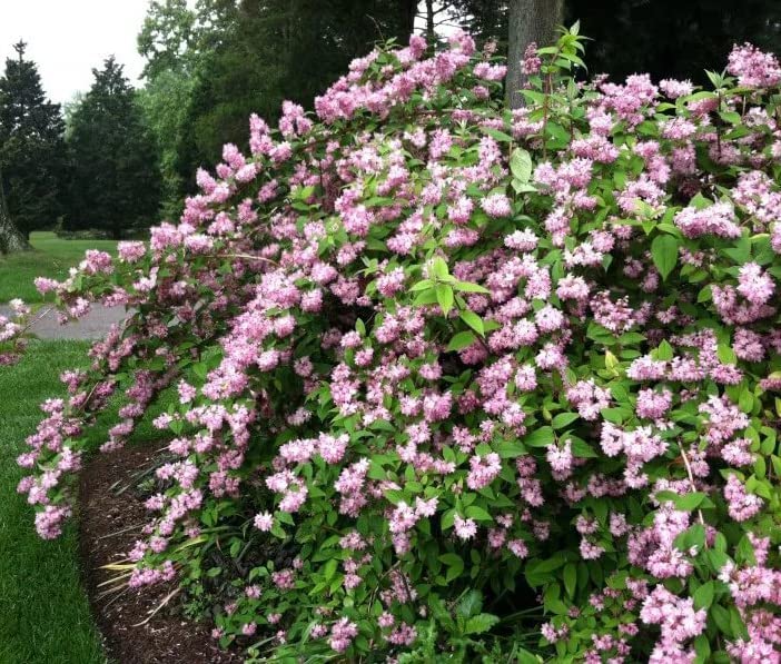 Deutzia Pink Pompom Deutzia Pink Pompom image3 1