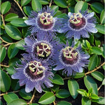 Passiflora Purple Haze  3