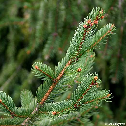 2 x Norway Spruce - Pot Grown Christmas Tree (3ft - 5ft) 2 x Norway Spruce - Pot Grown Christmas Tree (3ft - 5ft) image4 4