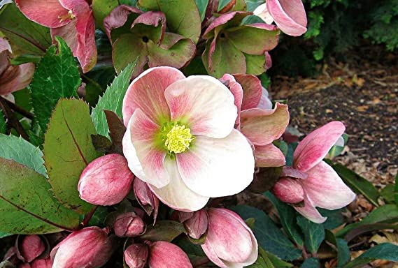 Helleborus Pink Marble 61mJm4QULeL._AC_SX569_ 3