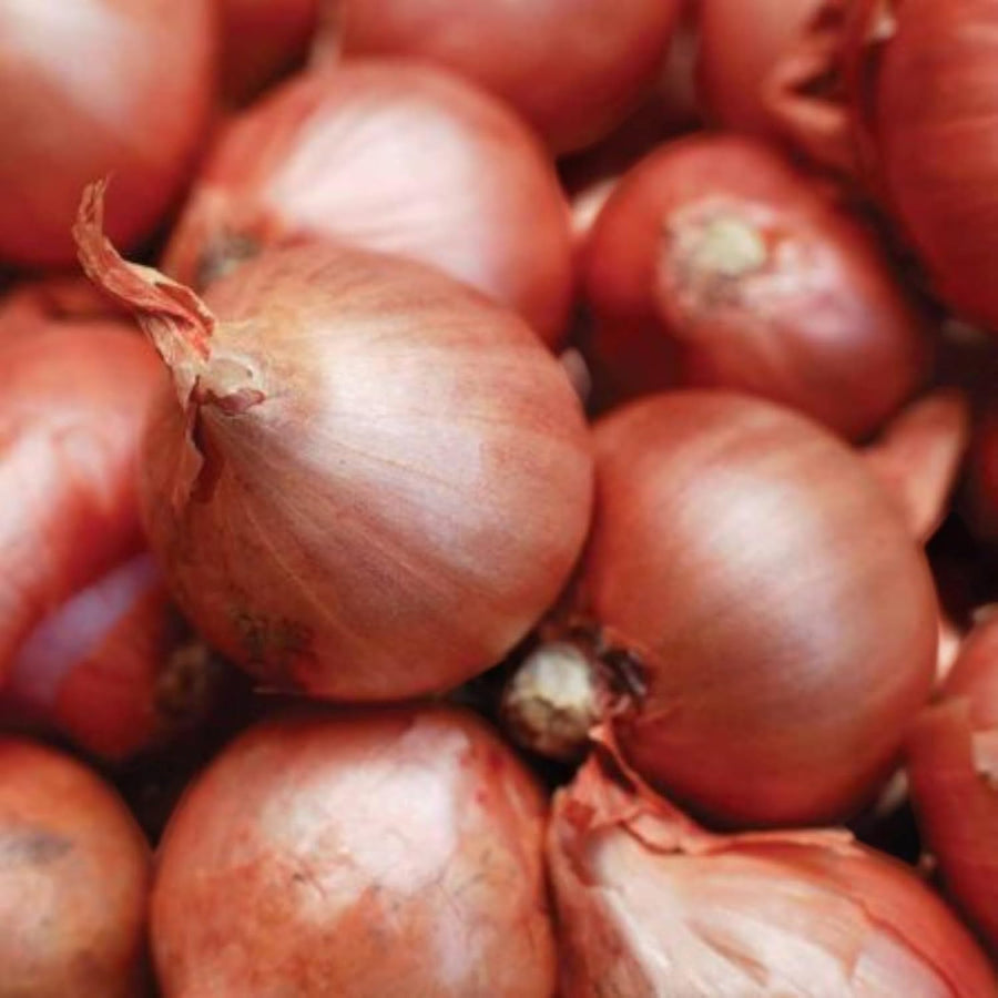 Red Sun Shallot Sets  2