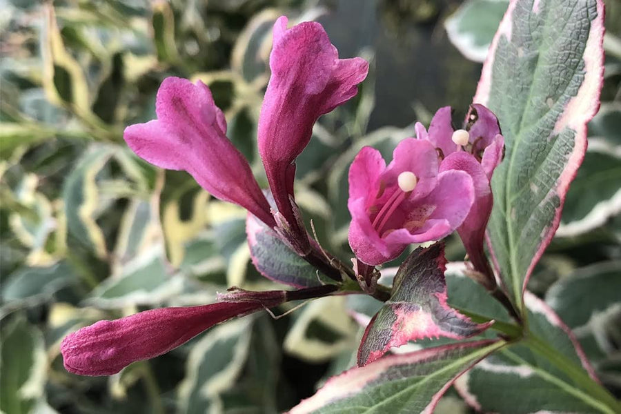 Weigela 'All Summer Monet' Weigela 'All Summer Monet' image3 3