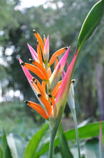 Heliconia psittacorum 'Hawaii' Heliconia psittacorum 'Hawaii' image2 3